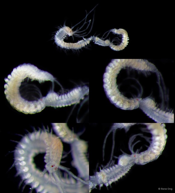 Syllidae sp. "SEA-6934" • © Rene Ong • All Rights Reserved