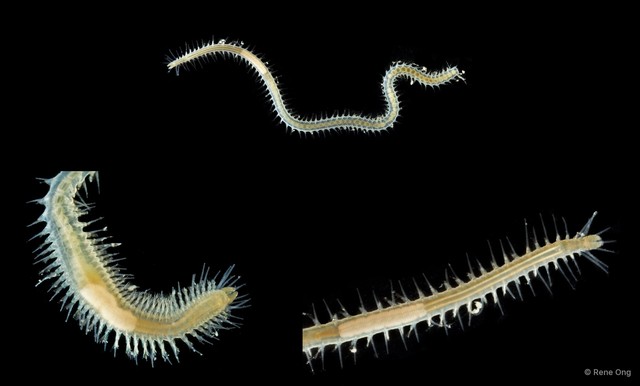 Syllidae sp. "SEA-7673" • © Rene Ong • All Rights Reserved