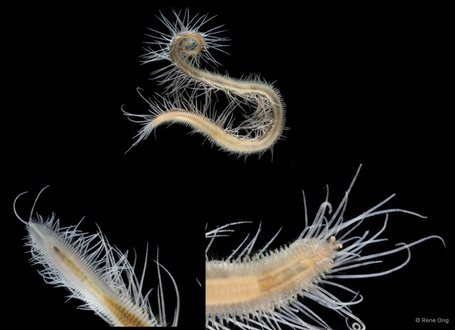 Syllinae sp. "SS-0098" • © Rene Ong • All Rights Reserved
