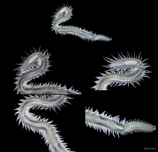 Syllinae sp. "SS-0996" • © Rene Ong • All Rights Reserved