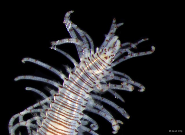 Syllinae sp. "SS-0997" • © Rene Ong • All Rights Reserved