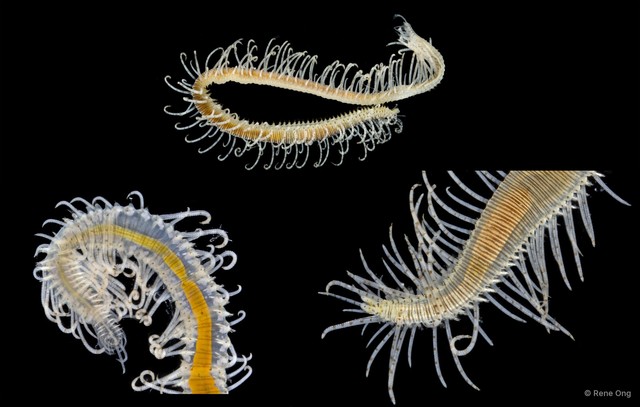 Syllinae sp. "SS-0997"