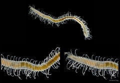Syllinae sp. "SS-0997" • © Rene Ong • All Rights Reserved