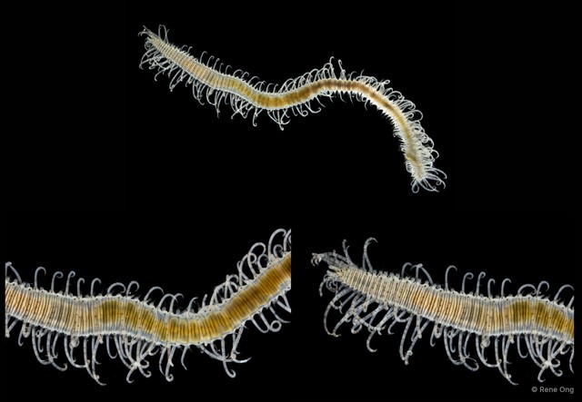 Syllinae sp. "SS-0997"