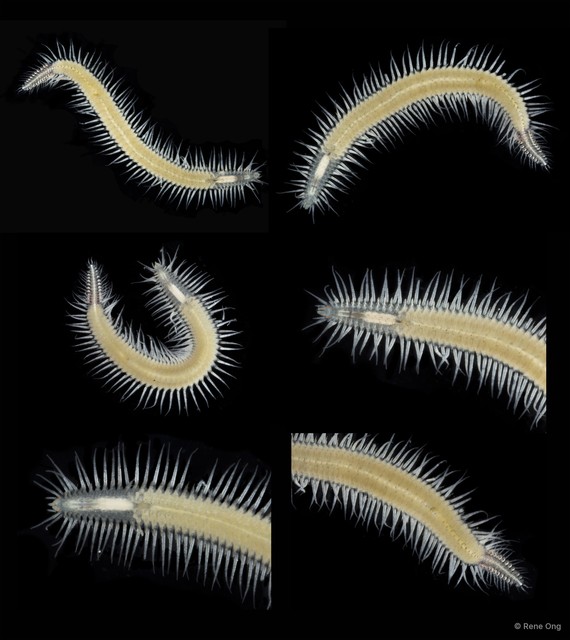 Syllinae sp. "SUB-1491" • © Rene Ong • All Rights Reserved