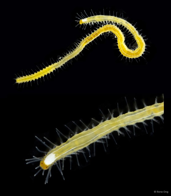 Megasyllis sp. "ARM-0444" • © Rene Ong • All Rights Reserved