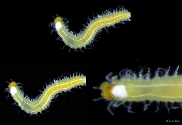 Megasyllis sp. "SEA-2322" • © Rene Ong • All Rights Reserved