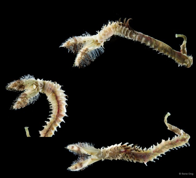 Sabellariidae sp. "cf. Lygdamis SS-4031" • © Rene Ong • All Rights Reserved