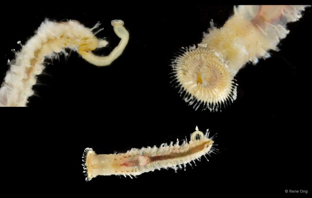 Sabellaria sp. "SEA-6971" • © Rene Ong • All Rights Reserved
