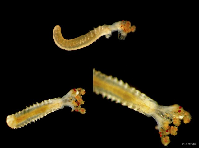 Sabellidae sp. "5113DR1-219" • © Rene Ong • All Rights Reserved