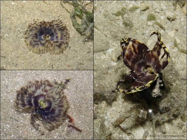 Sabellidae sp. "597f4f47" • © Ria Tan • All Rights Reserved