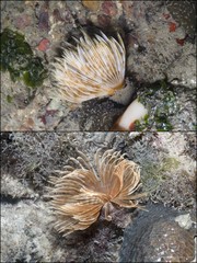 Sabellidae sp. "597f4f4d"