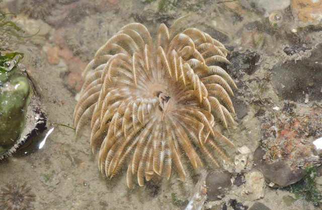 Sabellidae sp. "597f4f86" • © Rene Ong • All Rights Reserved