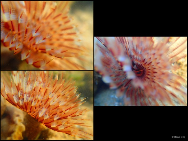 Sabellidae sp. "597f4f9b" • © Rene Ong • All Rights Reserved