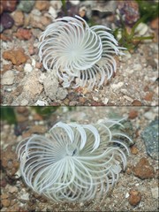 Sabellidae sp. "597f4fb9"