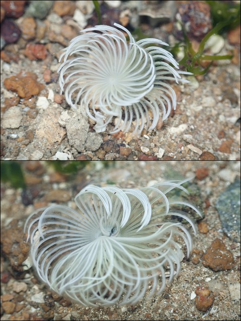 Sabellidae sp. "597f4fb9" • © Rene Ong • All Rights Reserved