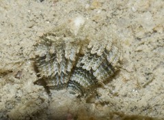 Sabellidae sp. "597f4fbc"
