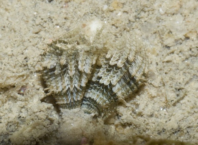 Sabellidae sp. "597f4fbc" • © Rene Ong • All Rights Reserved
