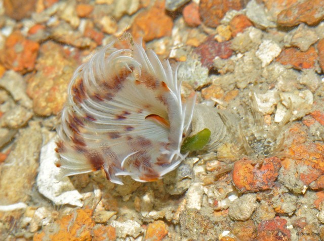 Sabellidae sp. "597f4fbf" • © Rene Ong • All Rights Reserved