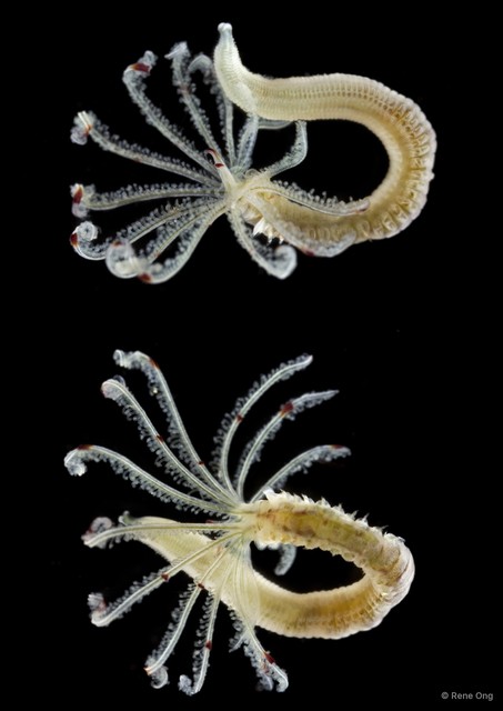 Sabellidae sp. "INT-0230" • © Rene Ong • All Rights Reserved
