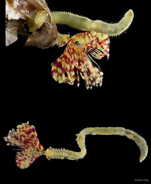 Sabellidae sp. "INT-0360" • © Rene Ong • All Rights Reserved