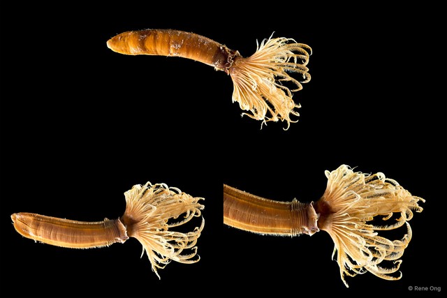 Sabellidae sp. "INT-1137" • © Rene Ong • All Rights Reserved
