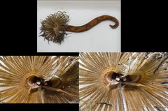 Sabellidae sp. "JS-0515"