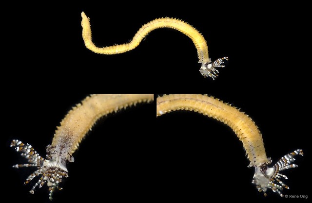 Sabellidae sp. "JS-0561" • © Rene Ong • All Rights Reserved
