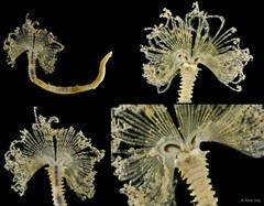 Sabellidae sp. "JS-1465"
