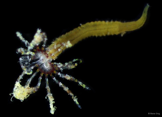 Sabellidae sp. "SA11-004" • © Rene Ong • All Rights Reserved