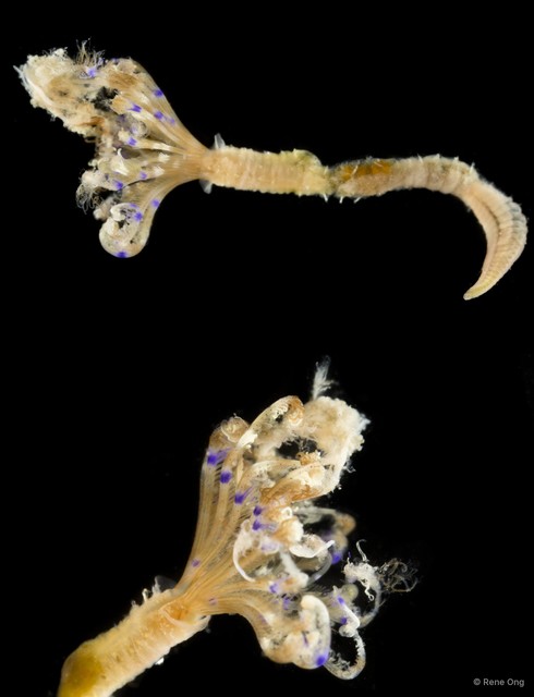 Sabellidae sp. "SEA-1388" • © Rene Ong • All Rights Reserved