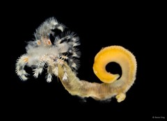 Sabellidae sp. "SEA-3238"