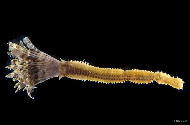 Sabellidae sp. "SS-0721" • © Rene Ong • All Rights Reserved