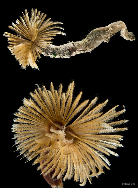 Sabellidae sp. "SS-1759" • © Rene Ong • All Rights Reserved