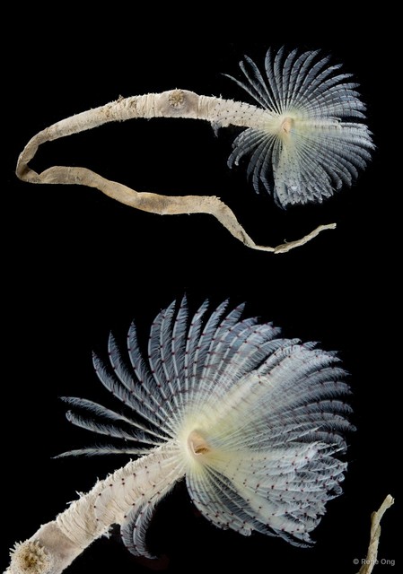 Branchiomma sp. "SEA-8764" • © Rene Ong • All Rights Reserved