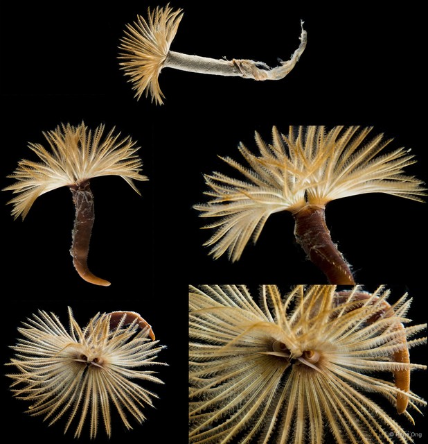 Sabellastarte sp. "SS-1742" • © Rene Ong • All Rights Reserved