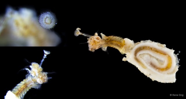 Serpulidae sp. "Hydroides/Serpula SUB-0488" • © Rene Ong • All Rights Reserved