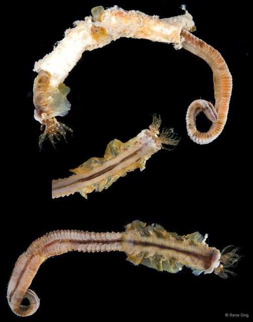 Serpulidae sp. "INT-0117" • © Rene Ong • All Rights Reserved