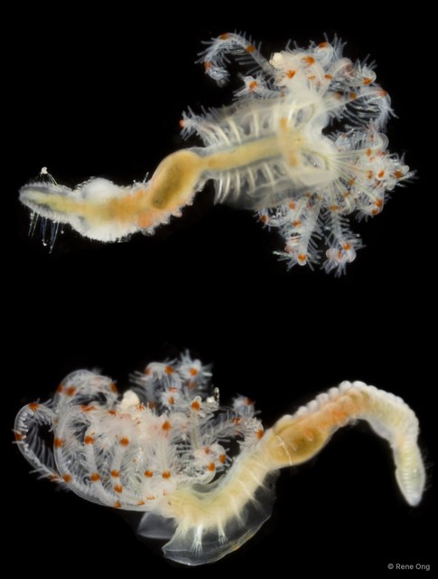 Serpulidae sp. "INT-0985" • © Rene Ong • All Rights Reserved