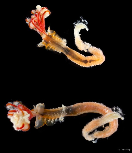 Serpulidae sp. "SUB-2042" • © Rene Ong • All Rights Reserved