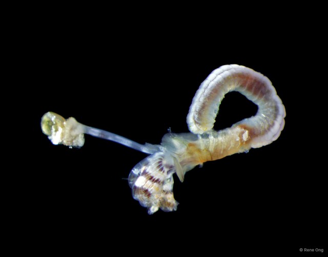 Hydroides sp. "1 INT-0423" • © Rene Ong • All Rights Reserved