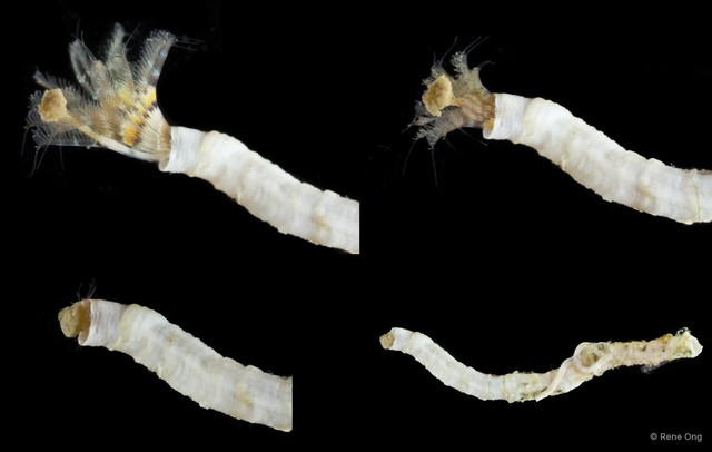 Hydroides sp. "ARM-0113" • © Rene Ong • All Rights Reserved