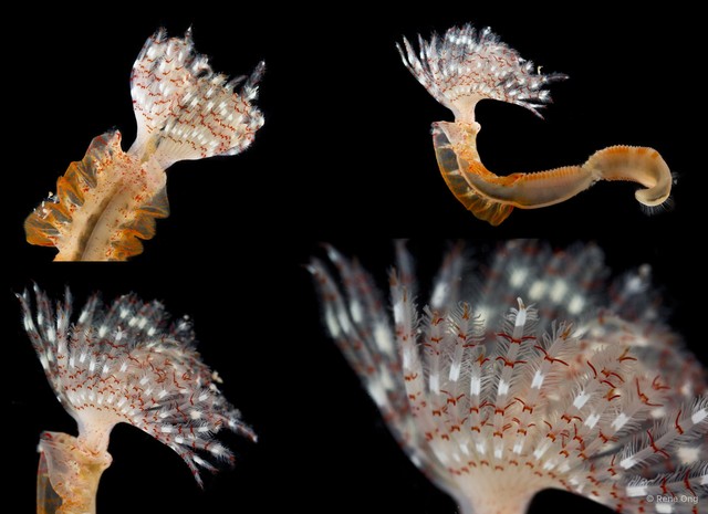 Protula sp. "1 INT-1330" • © Rene Ong • All Rights Reserved