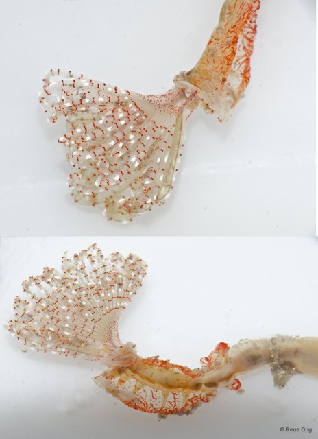Protula sp. "1" • © Rene Ong • All Rights Reserved