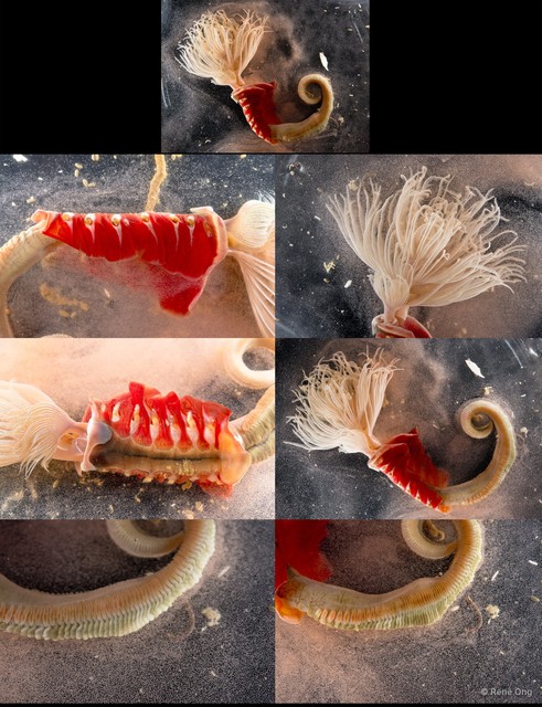 Protula sp. "2 SS-0999" • © Rene Ong • All Rights Reserved