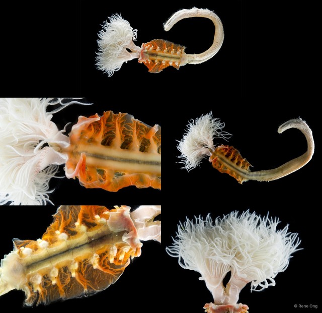 Protula sp. "2 SS-1737" • © Rene Ong • All Rights Reserved