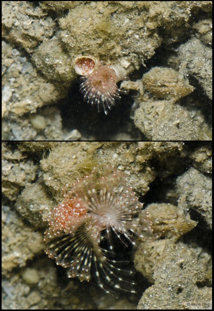 Protula sp. "597f4f9e" • © Rene Ong • All Rights Reserved