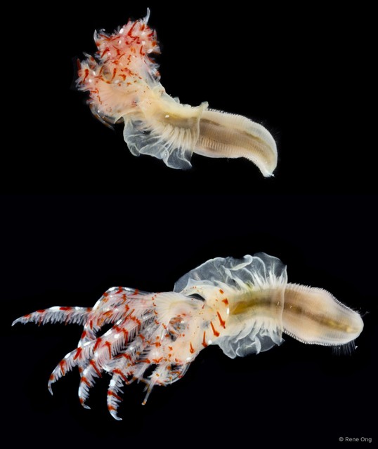 Protula sp. "ARM-0421" • © Rene Ong • All Rights Reserved