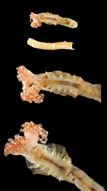 Protula sp. "INT-0118" • © Rene Ong • All Rights Reserved