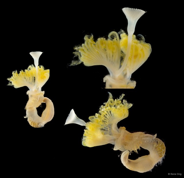Serpula sp. "SEA-6930" • © Rene Ong • All Rights Reserved
